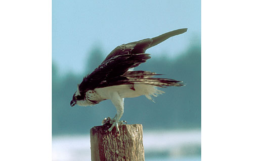 Fischadler  (Pandion haliaetus)