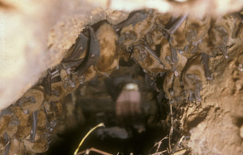 Großer Abendsegler  (Nyctalus noctula)