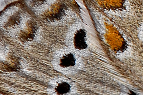 Hauhechelbläuling  (Polyommatus icarus)