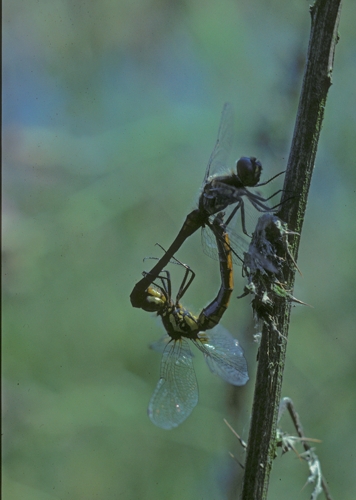 Schwarze Heidelibelle  (Sympetrum danae)