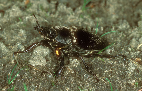 Hirschkäfer  (Lucanus cervus)