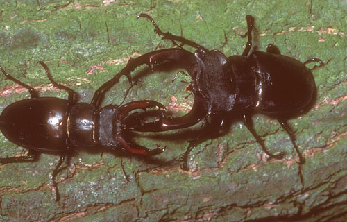 Hirschkäfer  (Lucanus cervus)