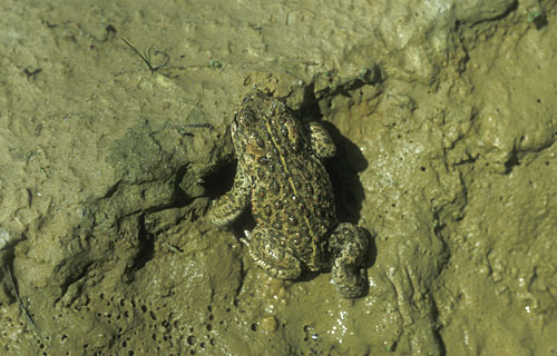 Kreuzkröte  (Bufo calamita)