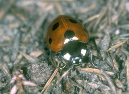 Marienkäfer  (Coccinella septempunctata)