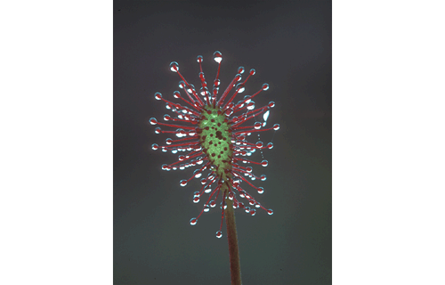 Mittlerer Sonnentau  (Drosera intermedia)