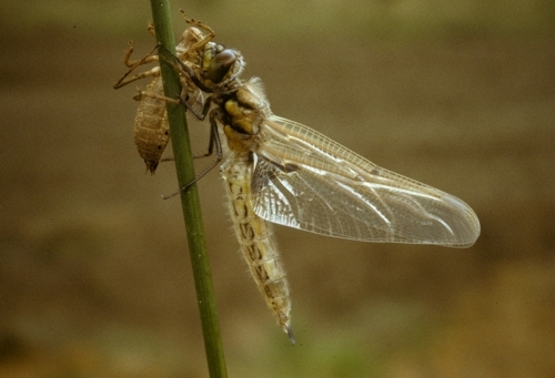Plattbauchlibelle  (Libellula depressa)