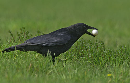 Rabenkrähe  (Corvus corone)