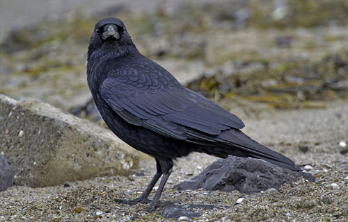 Rabenkrähe  (Corvus corone)