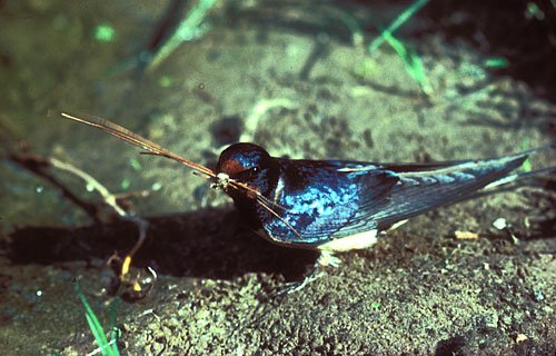 Rauchschwalbe  (Hirundo rustica)