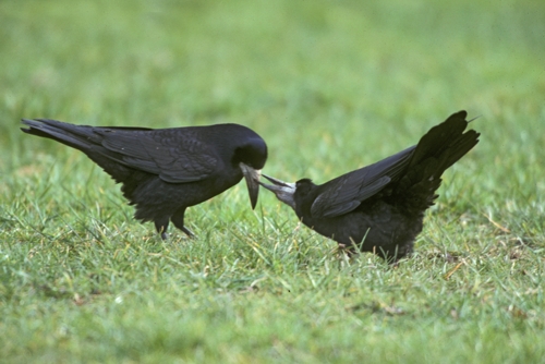 Saatkrähe  (Corvus frugilegus)