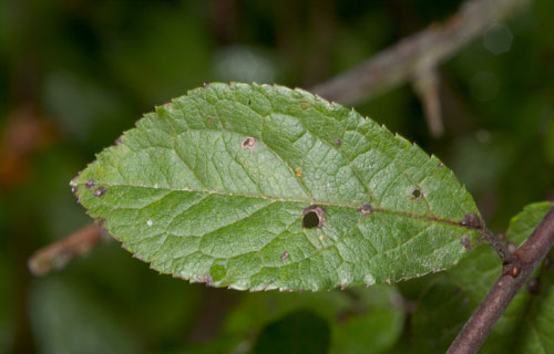 Schlehe  (Prunus spinosa)