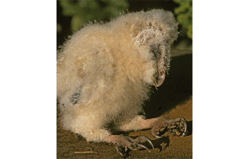 Schleiereule  (Tyto alba)