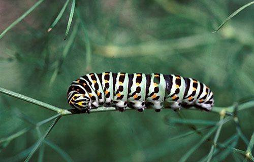 Schwalbenschwanz  (Papilio machaon)