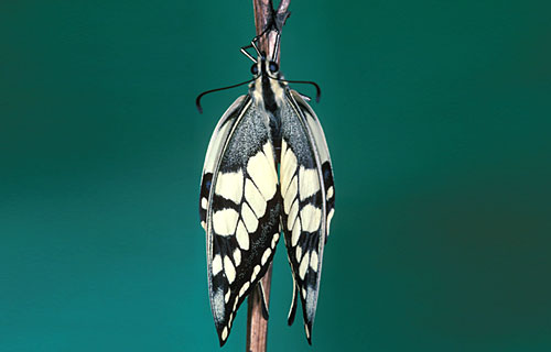 Schwalbenschwanz  (Papilio machaon)