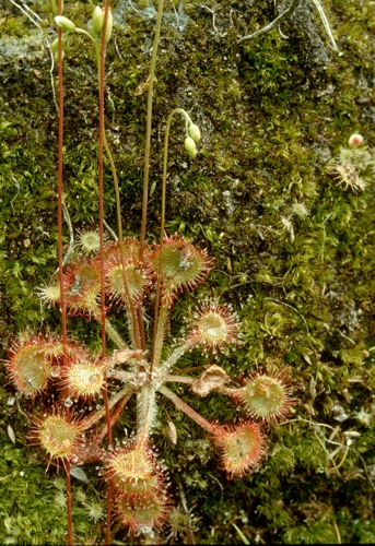 Rundblättriger Sonnentau  (Drosera rotundifolia)
