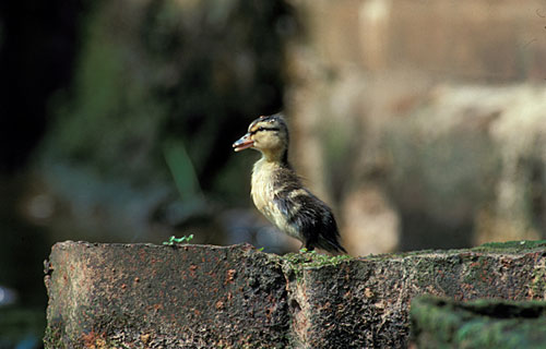 Stockente  (Anas platyrhynchos)