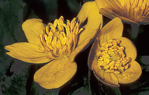 Sumpfdotterblume  (Caltha palustris)