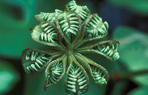 Sumpfdotterblume  (Caltha palustris)