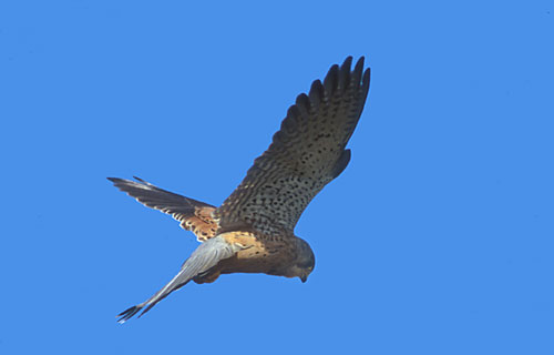 Turmfalke  (Falco tinnunculus)