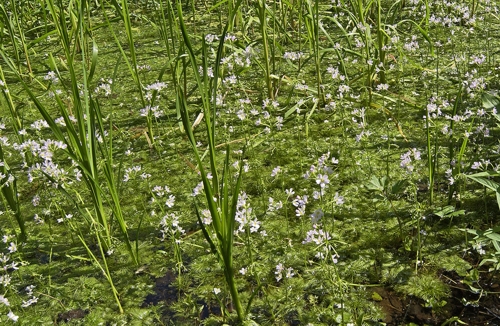 Wasserfeder  (Hottonia palustris)