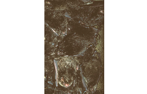 Wasserfledermaus  (Myotis daubentoni)