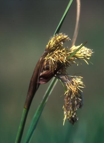 Schmalblättriges Wollgras  (Eriophorum angustifolium)