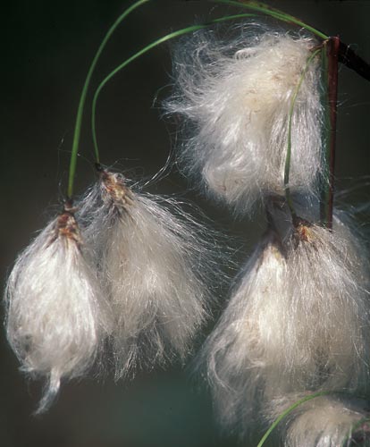 Schmalblättriges Wollgras  (Eriophorum angustifolium)