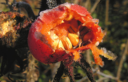 Apfelrose  (Rosa villosa)