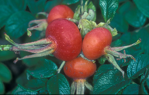 Apfelrose  (Rosa villosa)