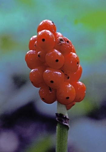 Gefleckter Aronstab  (Arum maculatum)