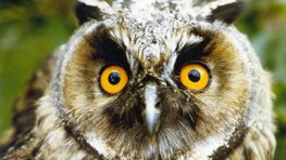 Waldkauz  (Strix aluco)