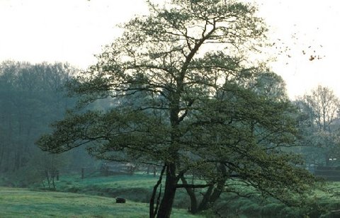 Schwarzerle  (Alnus glutinosa)
