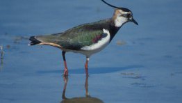 Kiebitz  (Vanellus vanellus)