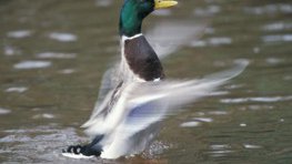 Stockente  (Anas platyrhynchos)