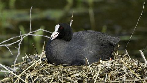 Blässhuhn  (Fulica atra)