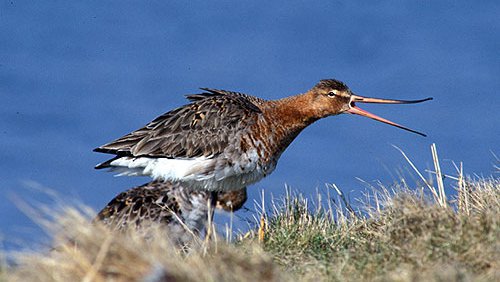 Uferschnepfe  (Limosa limosa)