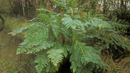 Königsfarn (Osmunda regalis) Königsfarn (Osmunda regalis)