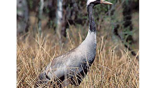 Kranich (Graukranich)  (Grus Grus)