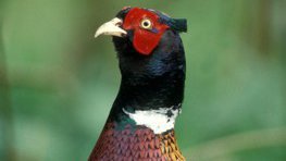 Fasan  (Phasianus colchicus)
