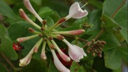 Jelängerjelieber, Echtes Geißblatt  (Lonicera caprifolium)