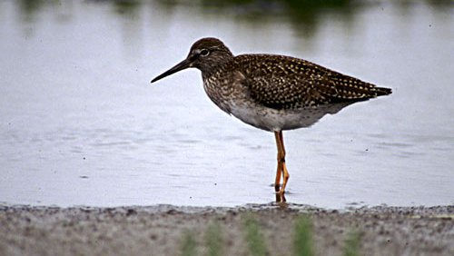 Rotschenkel  (Tringa totanus)