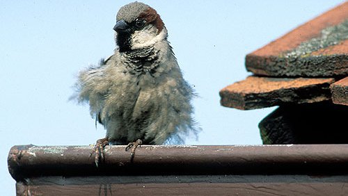 Haussperling (Passer domesticus) Haussperling (Passer domesticus)