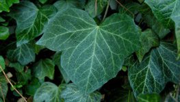 Gemeiner Efeu  (Hedera helix)