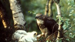Wespenbussard  (Pernis apivorus)