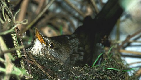 Amsel (Schwarzdrossel)  (Turdus merula)