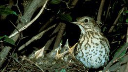 Singdrossel  (Turdus philomelos)