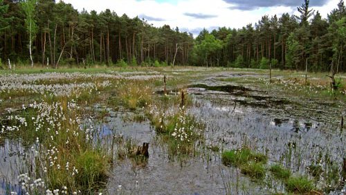 Schmalblättriges Wollgras  (Eriophorum angustifolium)
