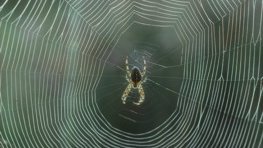 Kreuzspinne  (Araneus diadematus)