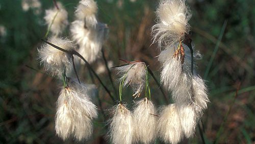 Schmalblättriges Wollgras  (Eriophorum angustifolium)