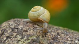 Garten- und Hainschnirkelschnecken  (Cepaea spec.)